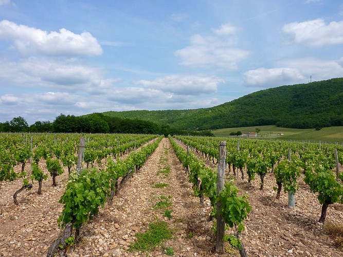 06Le Caillau - Vignes du Cahors© Lot Tourisme - C. Sanchez