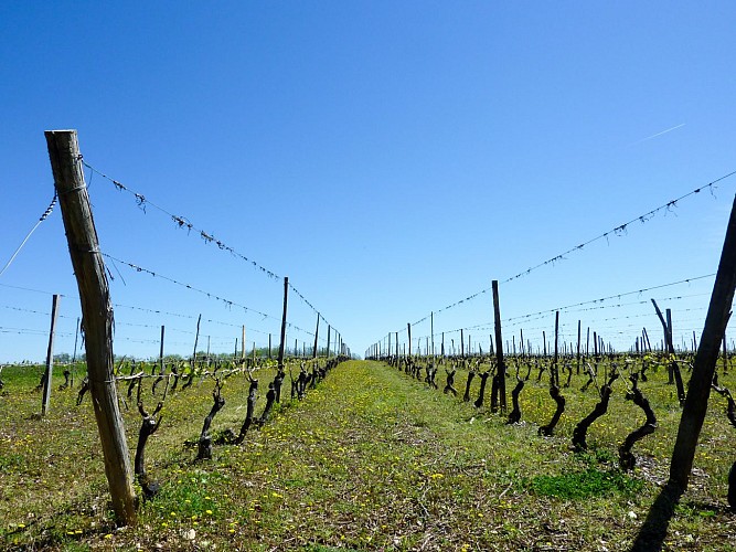 Le Barbier -  Balade dans les vignes © Lot Tourisme - C. Sanchez