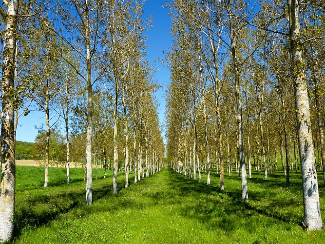 St- Vincent - Rangées de peupliers © Lot Tourisme - C. Sanchez