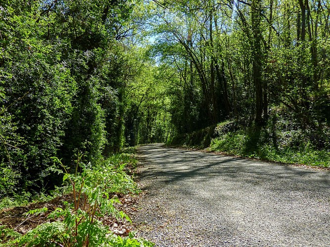 St-Anthet - Passage en sous-bois © Lot Tourisme - C. Sanchez