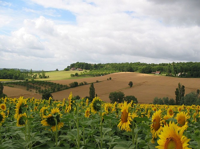 Champs de Tournesols