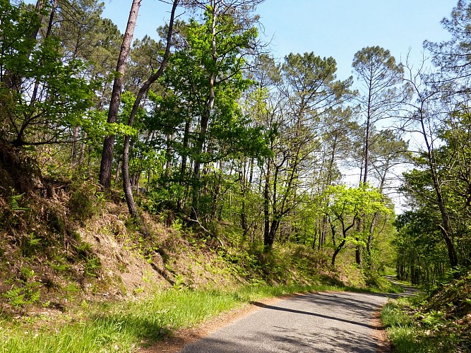 08Estanels - Traversée de fôret de pins © Lot Tourisme - C. Sanchez
