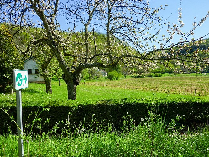 Cénevrière - Ceriser en fleur © Lot Tourisme - C. Sanchez