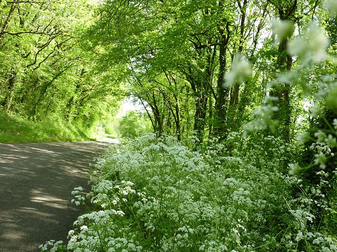 02Sous bois des Grezelles © Lot Tourisme - C. Sanchez