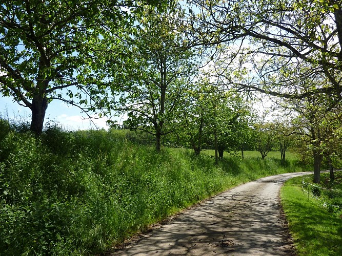 06Laviole - Au milieu des cerisiers © Lot Tourisme - C. Sanchez