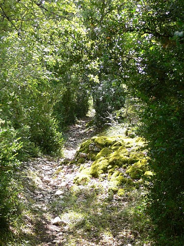 Francoulès : Chemin en Sous Bois