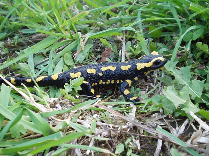 Salamandre
