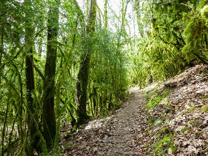 Saint-Sozy - Genévriers & mousses © Lot Tourisme - C. Sanchez
