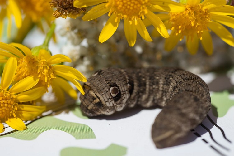 La faune  - ENS de Floirac_07 © Lot Tourisme - C. ORY