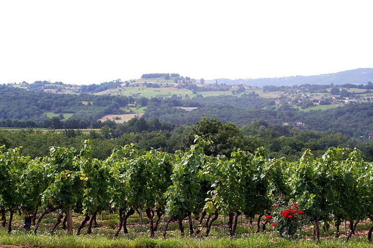 Glanes - Vue sur le Vignoble 