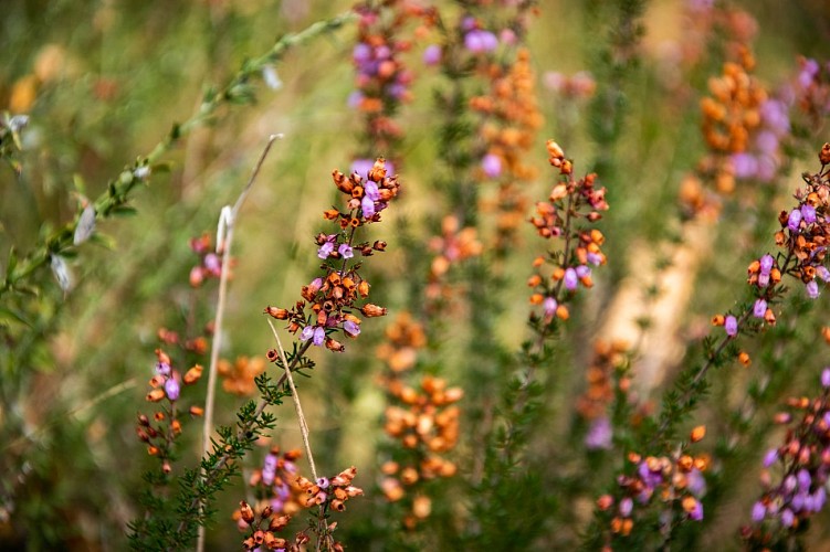 Bruyères des Landes du Frau