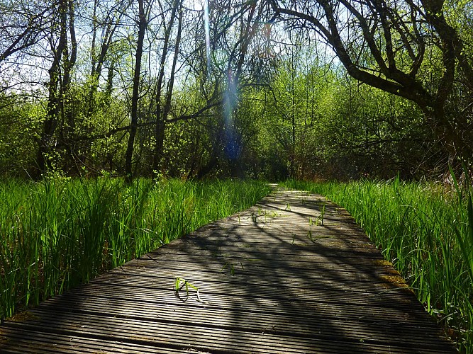 Marais de Bonnefont - parcours sur pillotis © Lot Tourisme - C. Sanchez