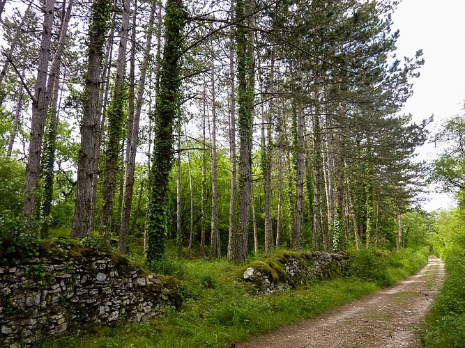 02Ferrieres Haut - Pinède © Lot Tourisme - C. Sanchez