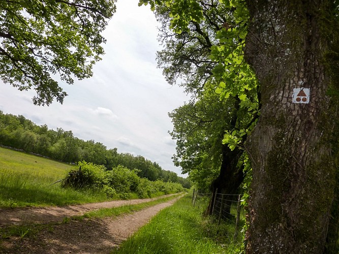 04Ferrieres Haut - Clairières  © Lot Tourisme - C. Sanchez