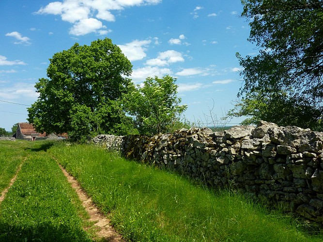 Couybes - Chemin herbeux sur le causse _07 © Lot Tourisme - C. Sanchez