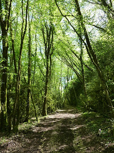 Lacave - Chemin sous les mousses du Combe_13 © Lot Tourisme - C. Sanchez