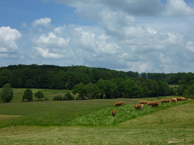Cantagrel - Vaches du Ségala_20 © Lot Tourisme - C. Sanchez