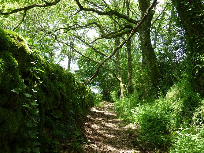 Fournol - murets recouverts de mousse_16 © Lot Tourisme - C. Sanchez