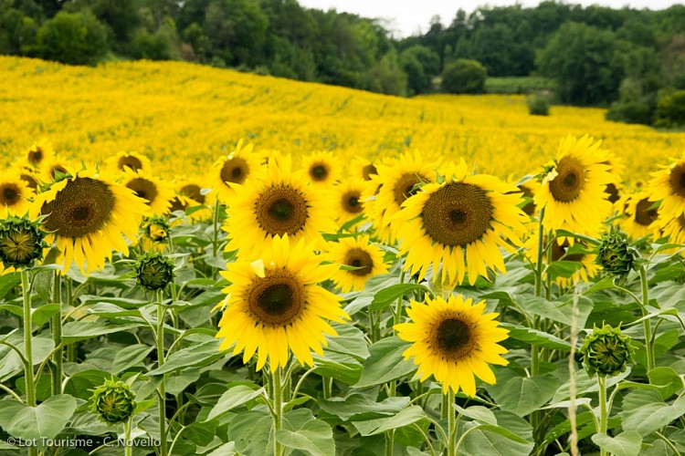 --© Lot Tourisme - C. Novello-3