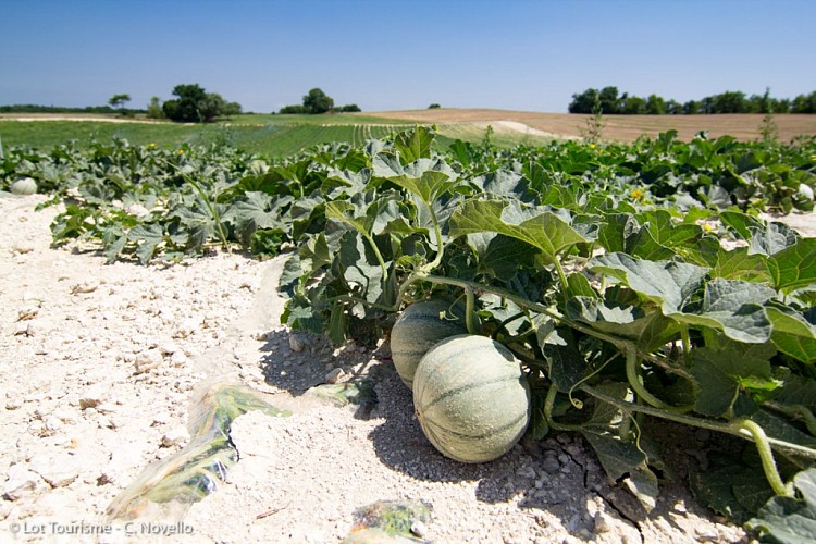 Champ de melons du Quercy à Flaugnac