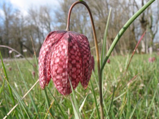 Circuit des saveurs - Fontanes