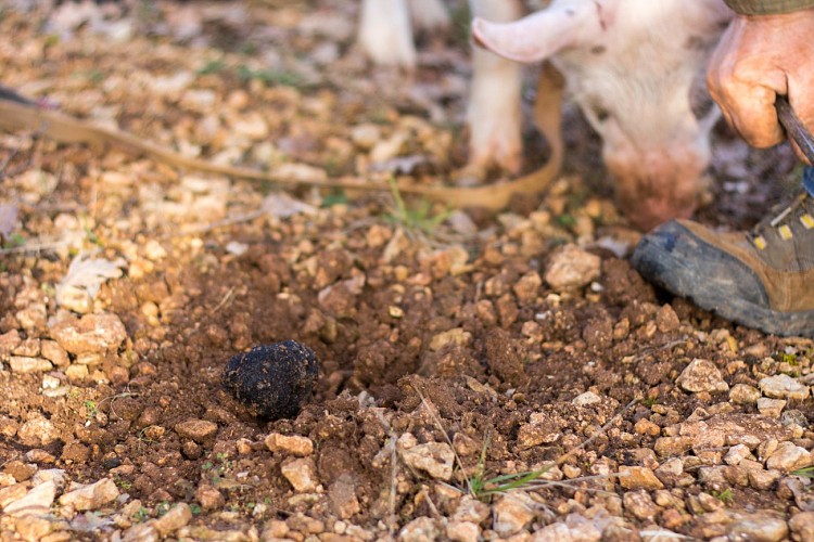 Circuit des saveurs - Fontanes