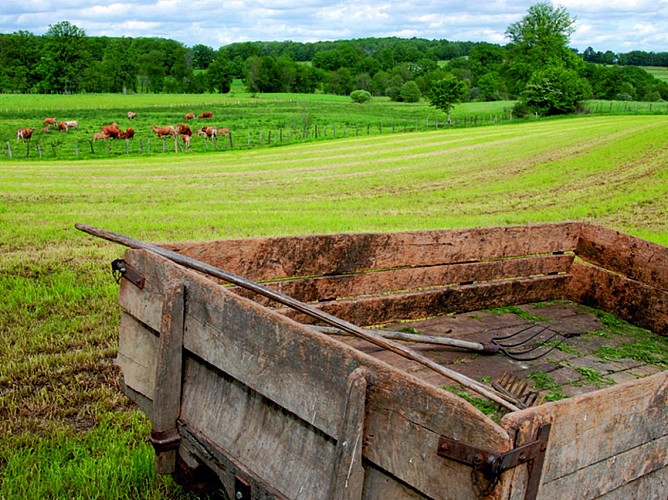 Paysage du Ségala : Vaches en Pâture
