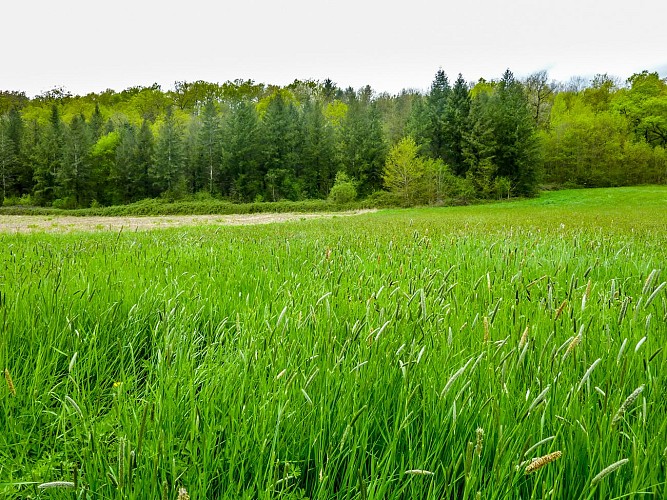Laprade - Bosquet de Laprade © Lot Tourisme - C. Sanchez