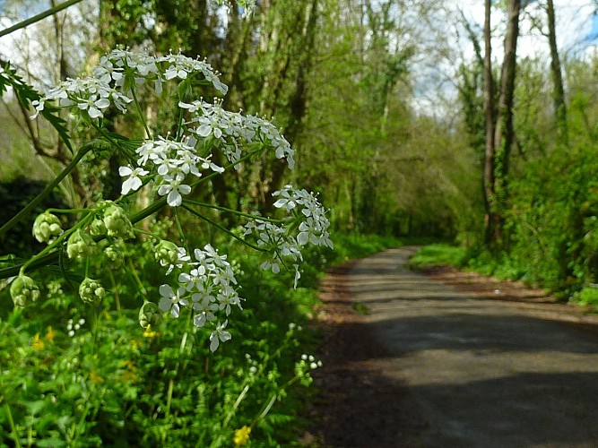 Pradines - Chemin en espace boisé © Lot Tourisme - C. Sanchez