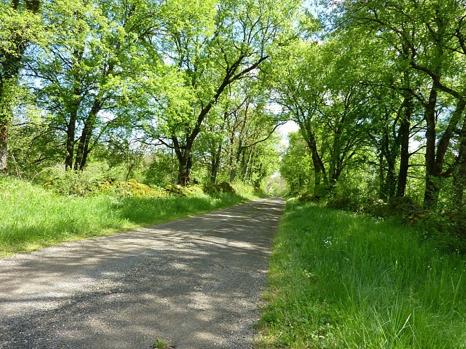 Assier - Entre murets mousseux et chênes_06 © Lot Tourisme - C. Sanchez