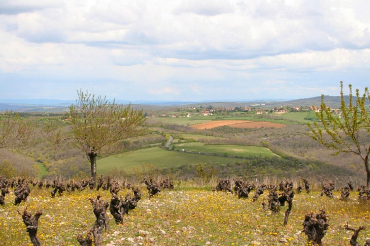 Vue sur les Vignes