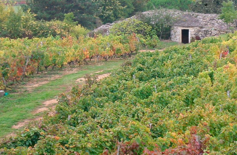 Gariotte dans les Vignes