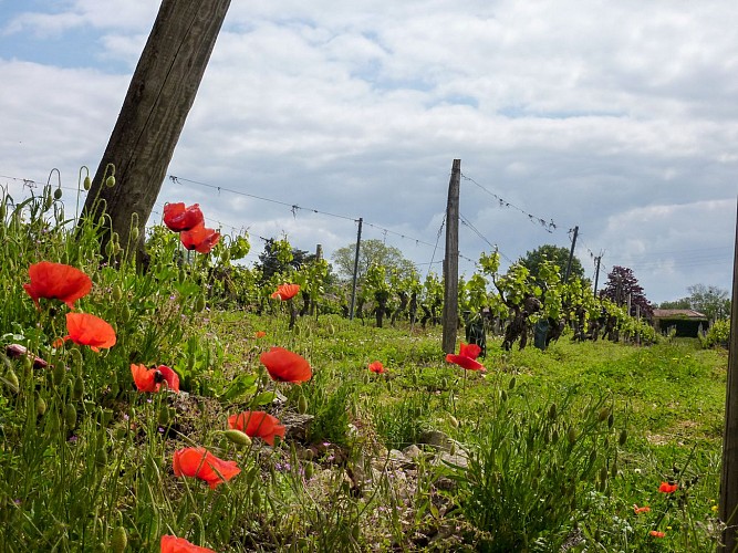 02Sérignac - Vignes et Coquelicots© Lot Tourisme - C. Sanchez