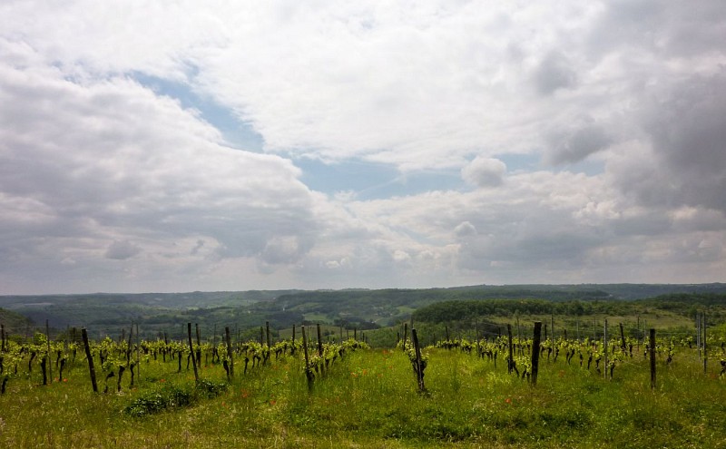 03Vignes sur les hauteurs de Sérignac© Lot Tourisme - C. Sanchez