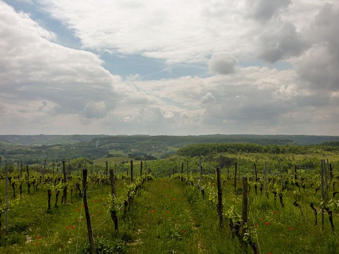 04Vignes sur les hauteurs de Sérignac© Lot Tourisme - C. Sanchez