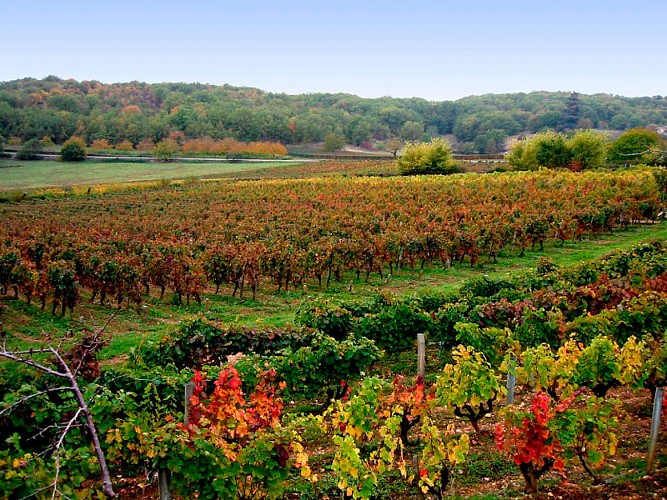 Vignoble en Automne