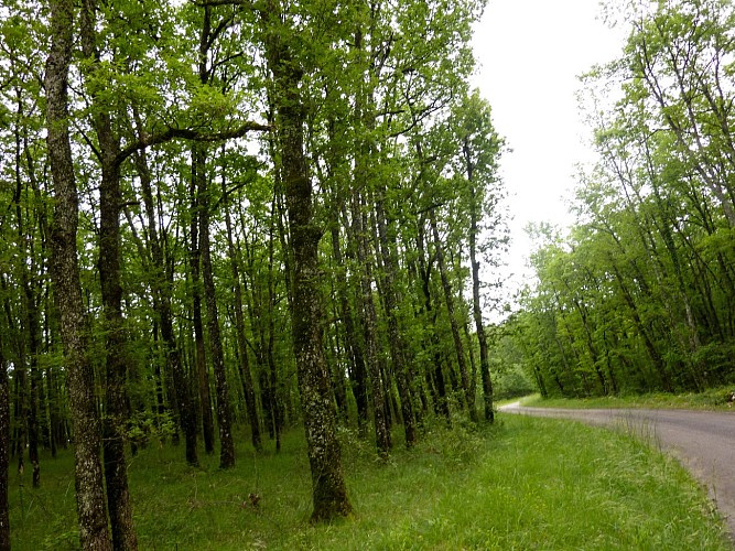 Camp del Bos - bois de chênes_10 © Lot Tourisme - C. Sanchez