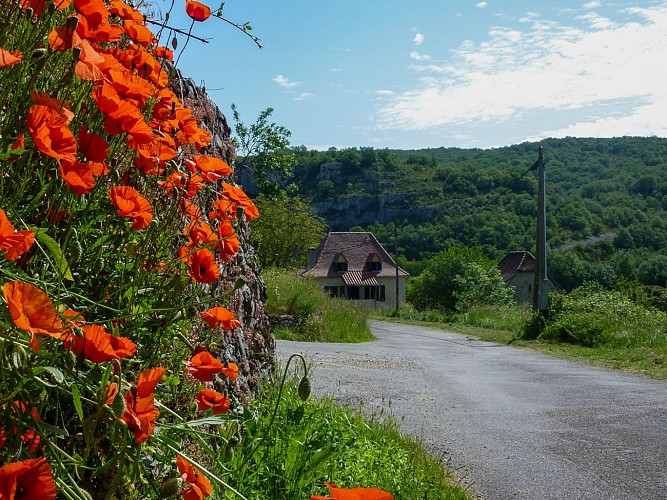 Sauliac - coquelicots et maison traditionnelle _04 © Lot Tourisme - C. Sanchez