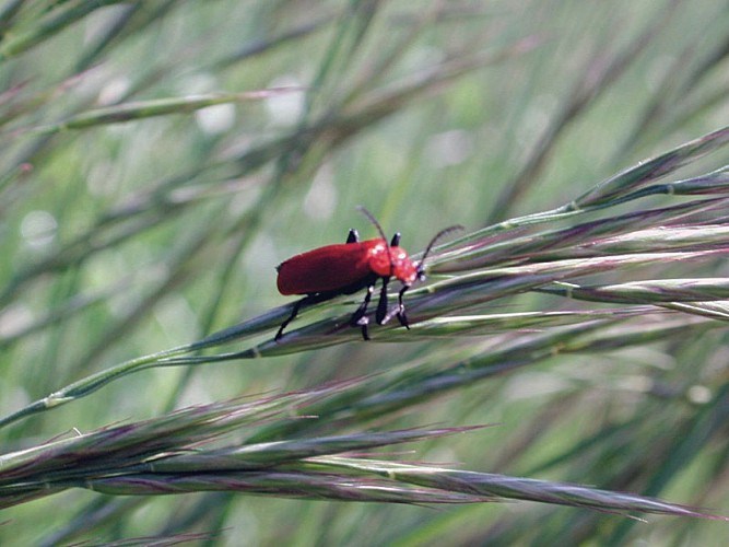Petit Coléoptère de la Famille des Chrysomelidae