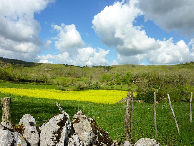 Faysse - Champ de Colza © Lot Tourisme - C. Sanchez