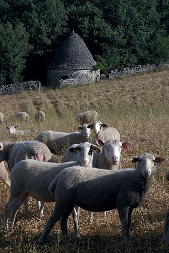 Béduer - Brebis sur le Causse 