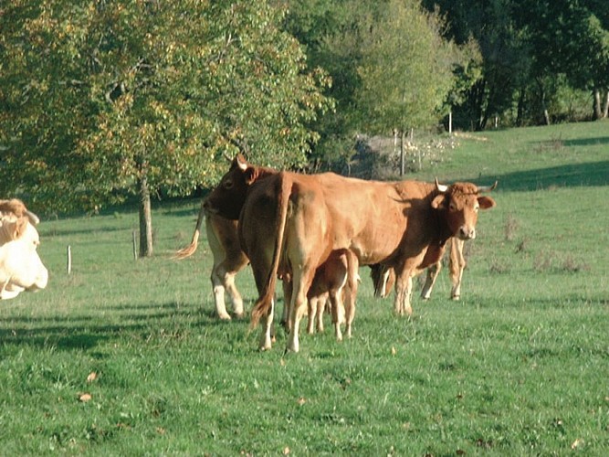 Vaches Laitières