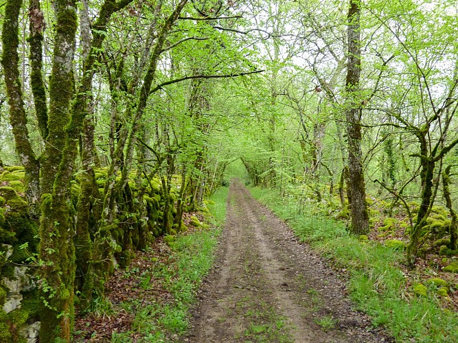 Quézac - Chemin de terre en sous-bois © Lot Tourisme - C. Sanchez