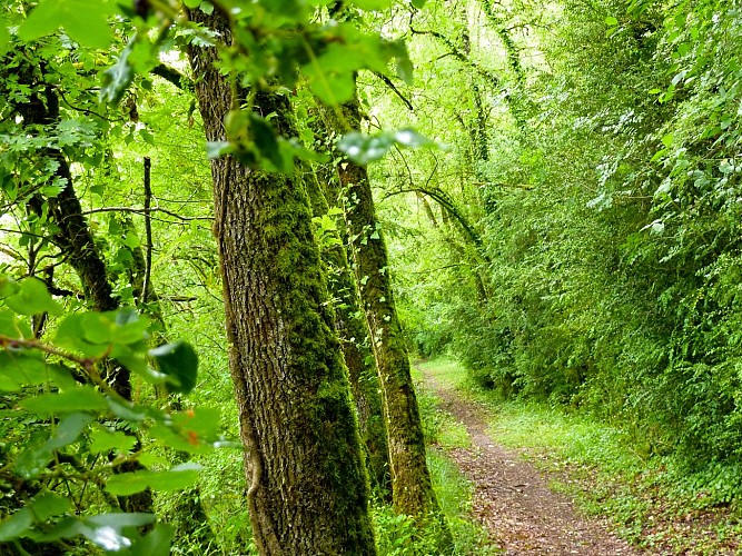 04Velles - Chemin terreux en sous bois © Lot Tourisme - C. Sanchez