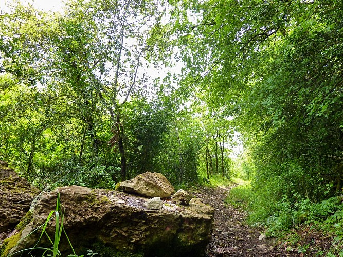 05Velle - passage en sous bois © Lot Tourisme - C. Sanchez