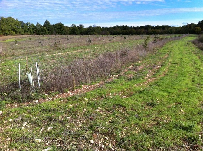 Pays de Lalbenque - Truffières 