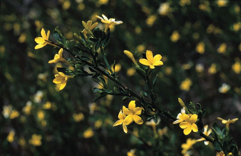 Le Jasmin Sous Arbrisseau