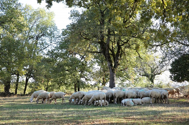 Saint-Chels - brebis caussenardes © Jérôme Morel