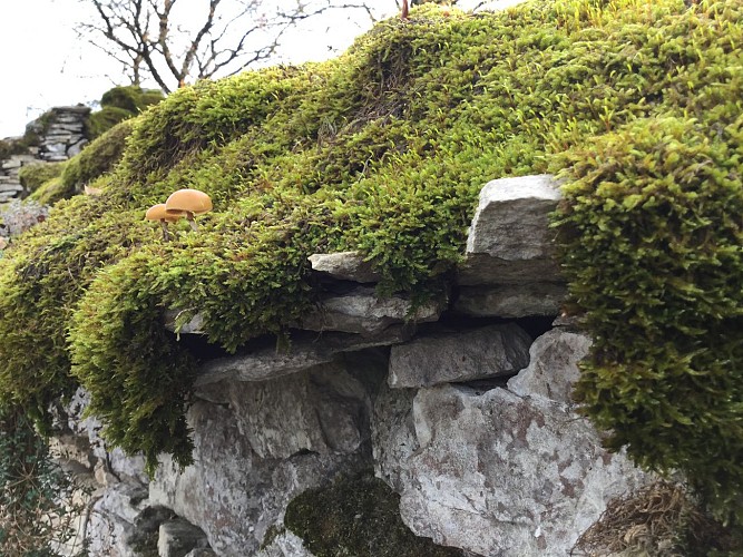 Circuit Les dolmens de Miers 6 - OTVD Gloria Lafarge