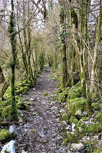 Chemin buis 2©ot-ccclm